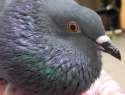 pigeon386.jpg