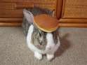 pancake bunny.jpg