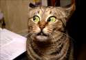 paranoidcat.gif