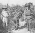 June 1915 Gallipoli a Turkish snipersharpshooter dressed as a tree is captured by two Anzacs.jpg