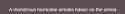 21nig.png