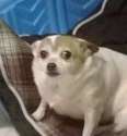 doged.jpg