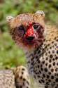 cheetah-54T4628-62.jpg