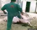 pork attacked with sword.gif