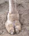 123cameltoe.jpg