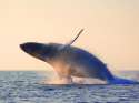 whale1.jpg