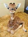 baby-giraffe.jpg