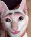 nice pussy.png