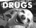 Drug Dog.jpg