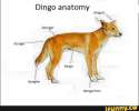 doggo.jpg