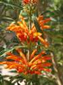 Leonotis leonurus flwoers up close.jpg