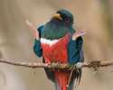 birdswitharms29.jpg