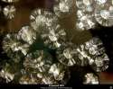 DMT crystals forming from dmt oil, extracted from Mimosa hostilis root bark. [Europe].jpg