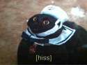 hiss.jpg
