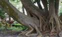 treesome.jpg
