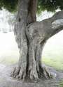 tree bien.jpg