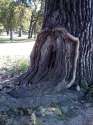 treevag.jpg