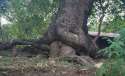 Tree sex 2.jpg