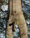 thumb_Funny-Tree-Porn_21.jpg