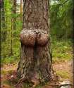 stupid sexy tree.jpg