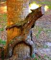 Naturally-Occurring-Instances-Of-Tree-Porn-400x470.jpg