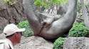 Tree sex 4.jpg