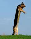 longdog.jpg