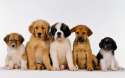 puppies.jpg