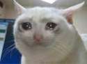 sad cat.jpg
