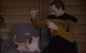 data-cat[1].gif