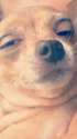 12728771_1029363307135563_4923328926255640506_n.jpg