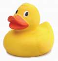 duck3.jpg