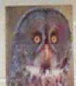 tf you lookin at nigga.png