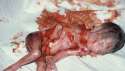 dead babies 2.jpg
