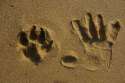 faq_pawprint_handprint.jpg