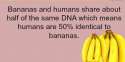 bananas.png