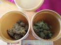 BlueDream RaskalOG.jpg