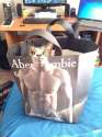 abe-cat-bie.jpg