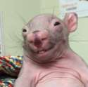 rat.jpg