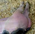 pork-butt.jpg