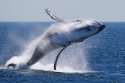 whale2.jpg