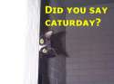 cat-caturday00.jpg