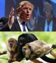 trump_look_alike05.jpg