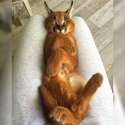 caracal_7422890405501725641_n.jpg