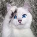 cat-coby01.jpg