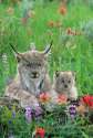 bobcat_5173203303776961177_n.jpg