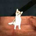 Gravity Cat.jpg