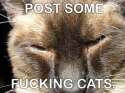 Caturdaysequence4.jpg