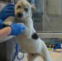 BARC, Houston BARC, puppy.jpg