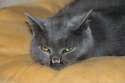 vampire_cat_03.jpg